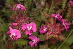 Pedicularis siphonantha